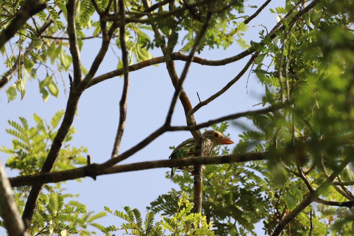 Lineated Barbet - ML622350751