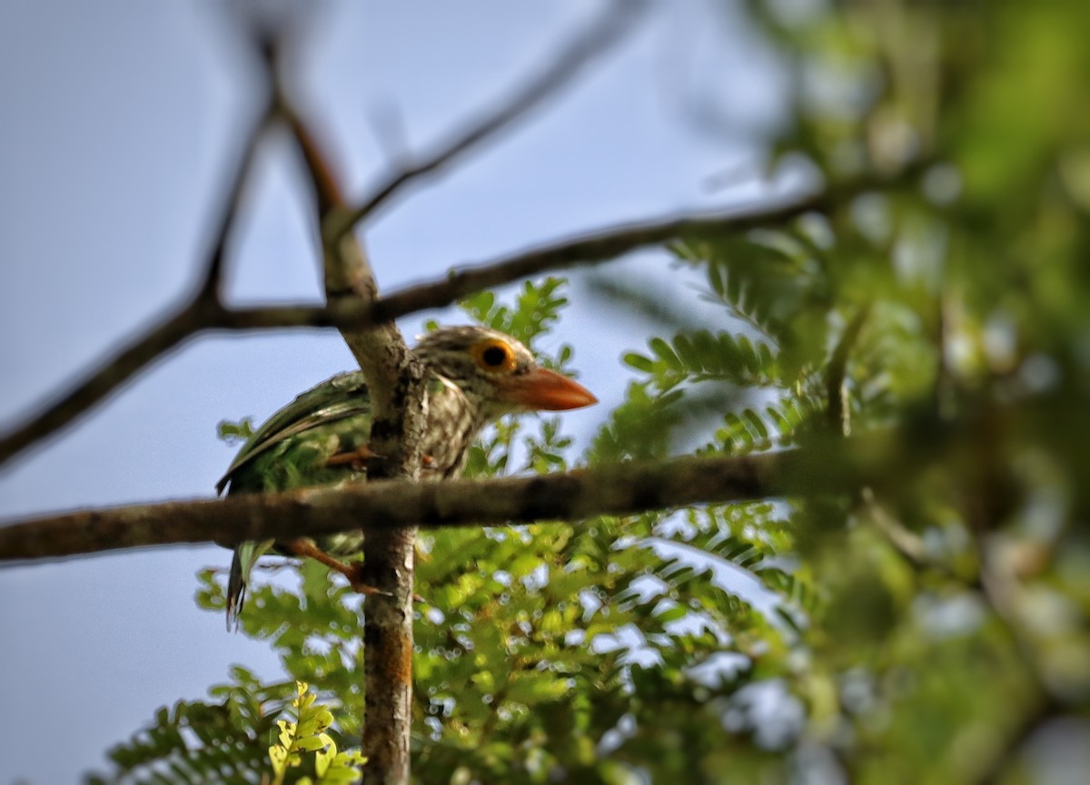 Lineated Barbet - ML622350752