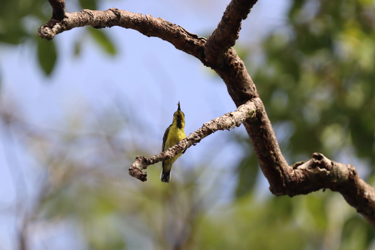 Ornate Sunbird - ML622350759