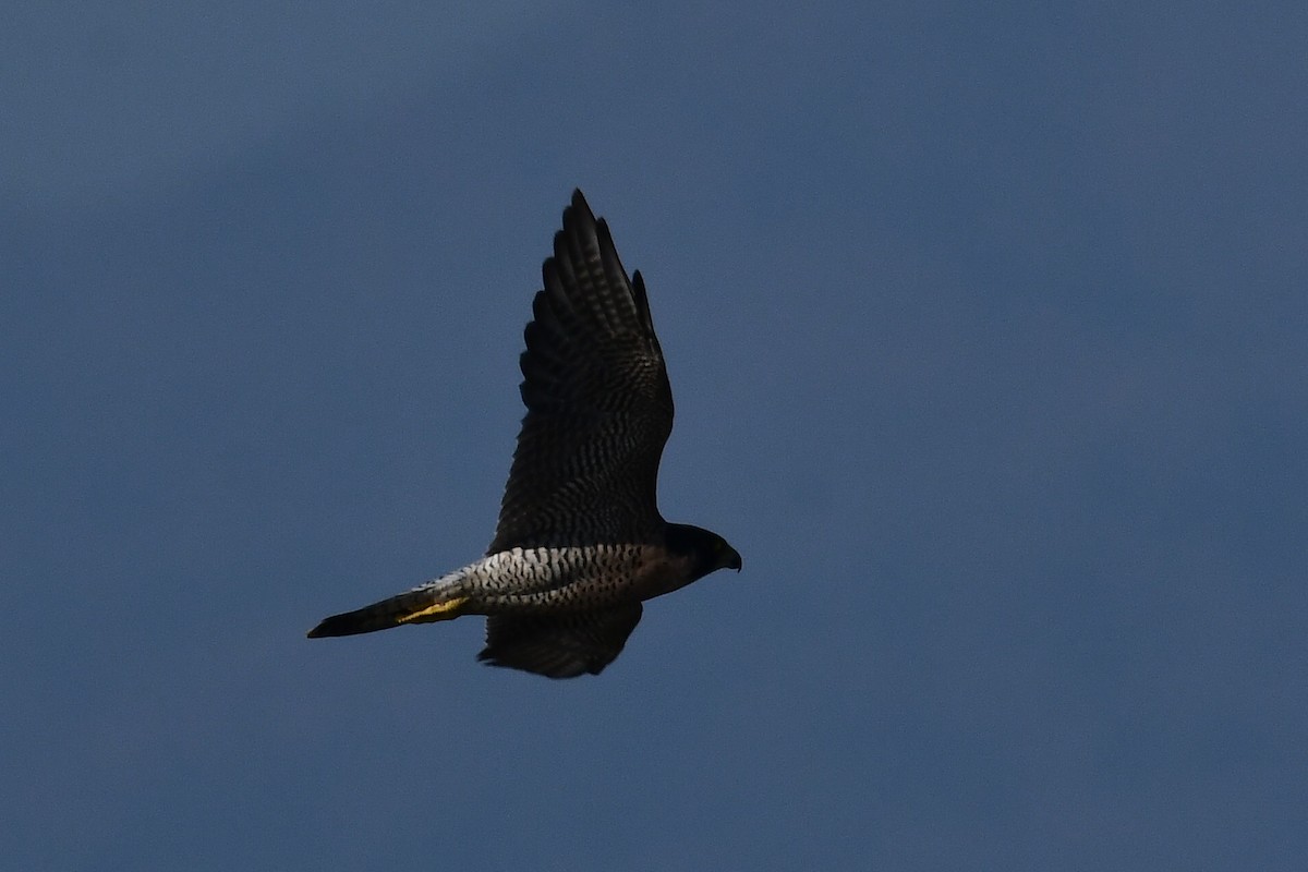 Peregrine Falcon - ML622350803