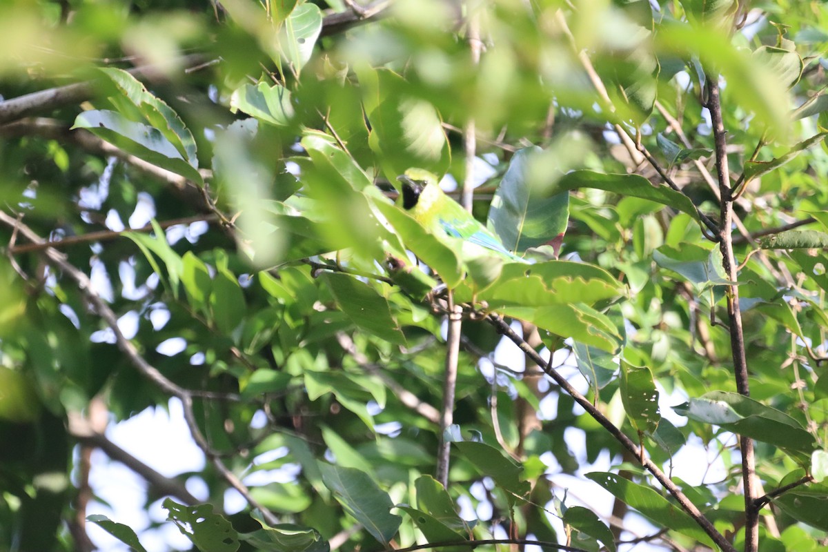 Blue-winged Leafbird - Ruven Schoeman