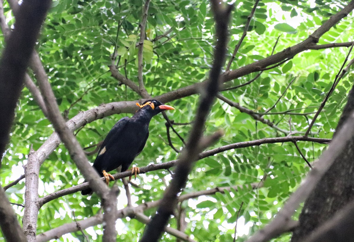 Common Hill Myna - ML622350912