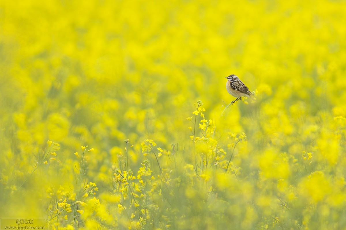 Whinchat - ML622350926