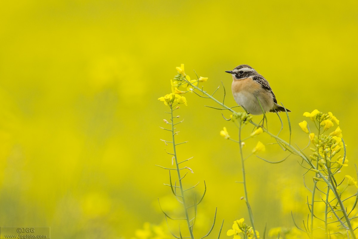 Whinchat - ML622350927
