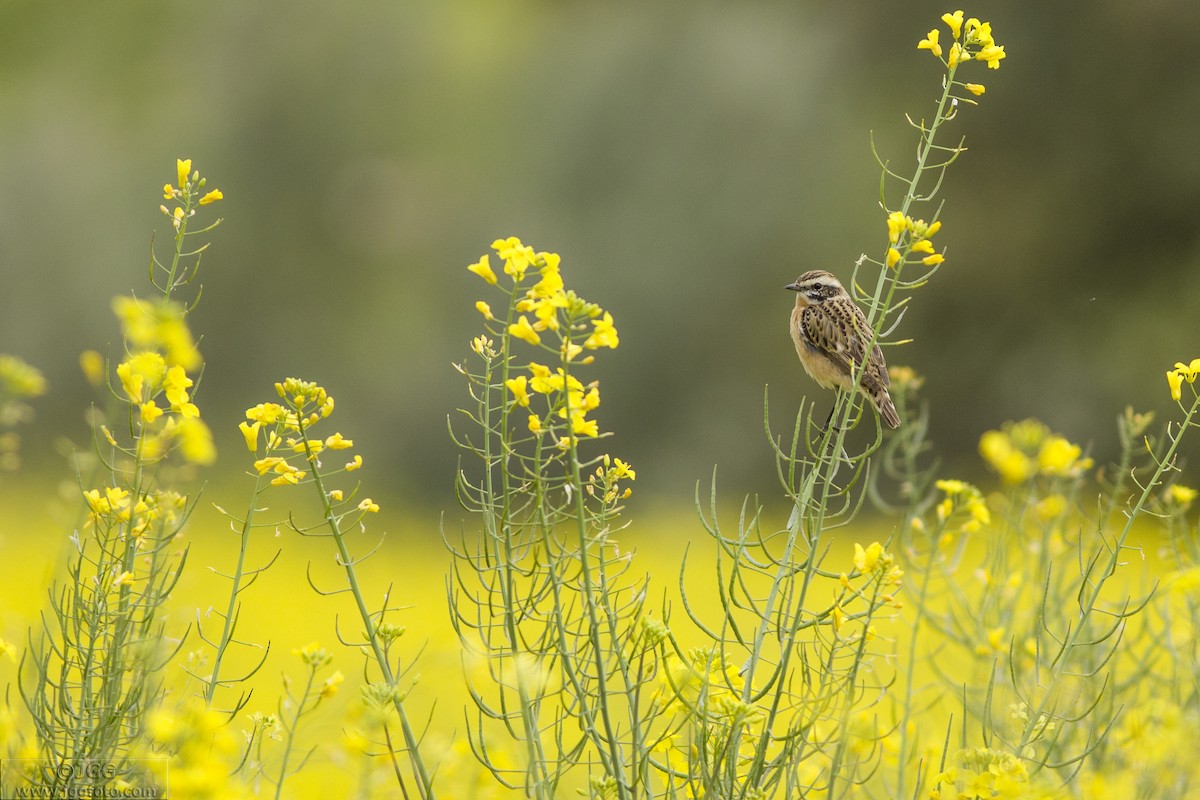 Whinchat - ML622350928