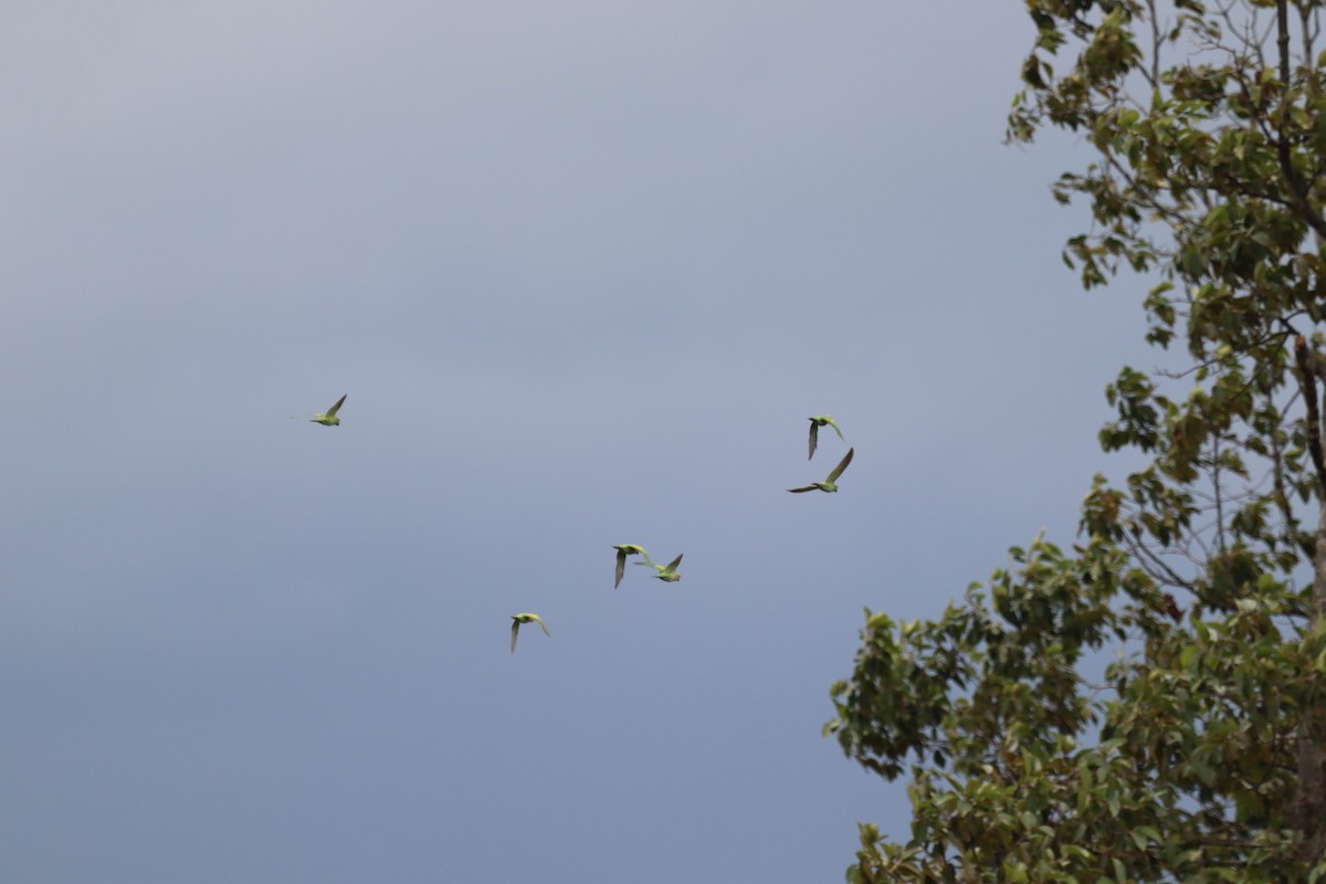 Red-breasted Parakeet - ML622350929