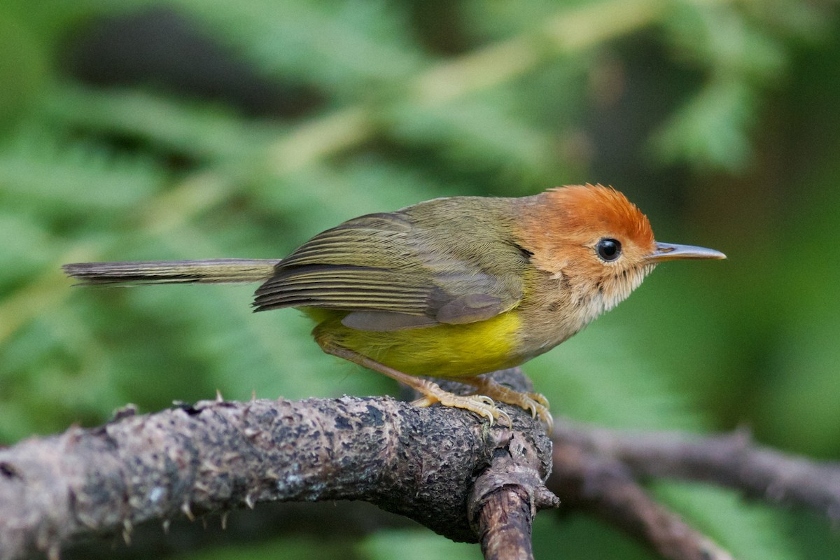 Rufous-headed Tailorbird - ML622350935