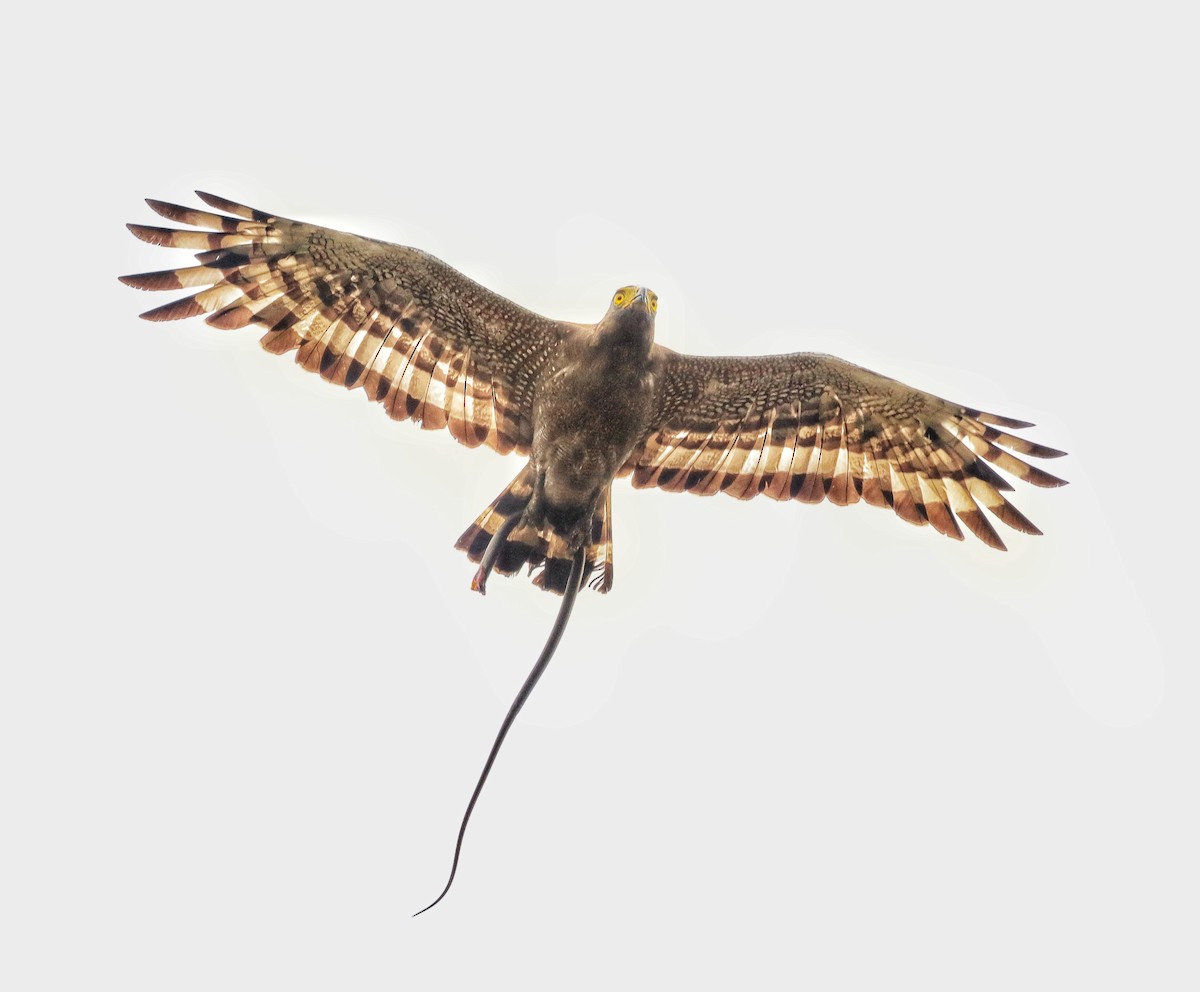 Crested Serpent-Eagle - ML622350958