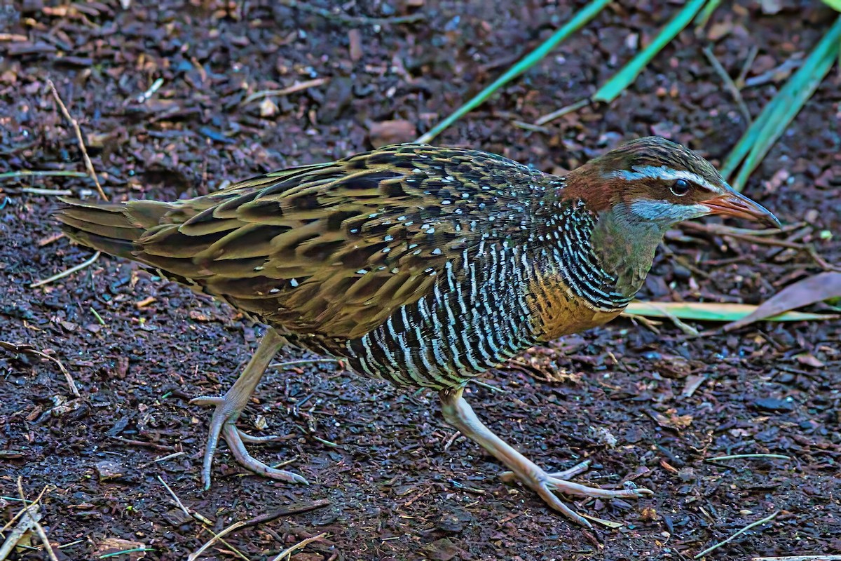 Buff-banded Rail - ML622350973
