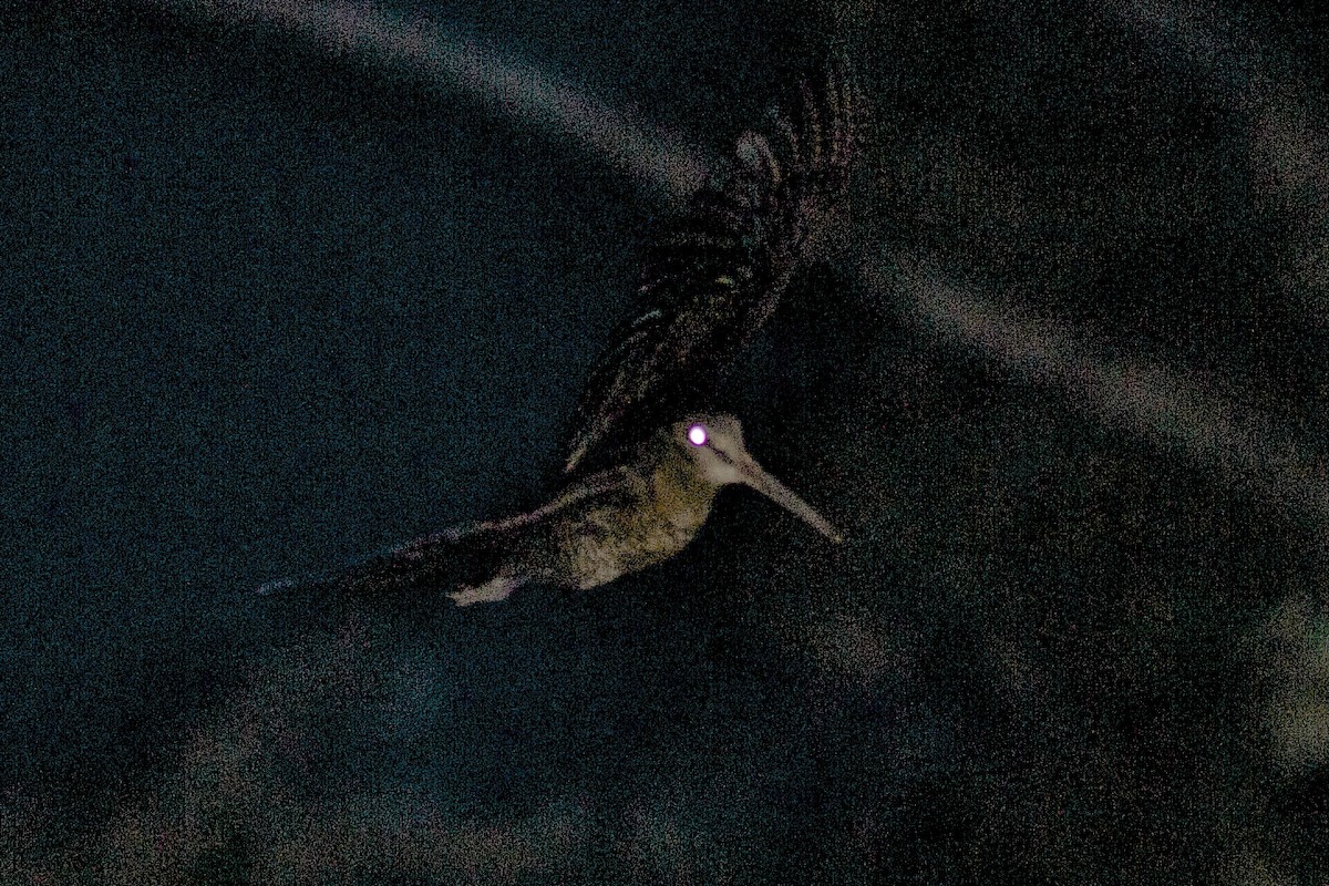 Bukidnon Woodcock - ML622350997