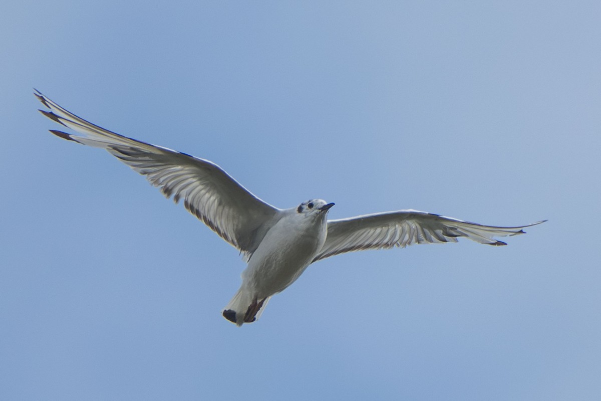 Bonaparte's Gull - ML622351013