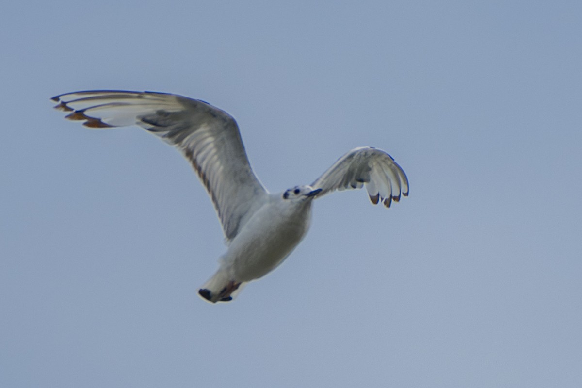 Bonaparte's Gull - Vivek Saggar