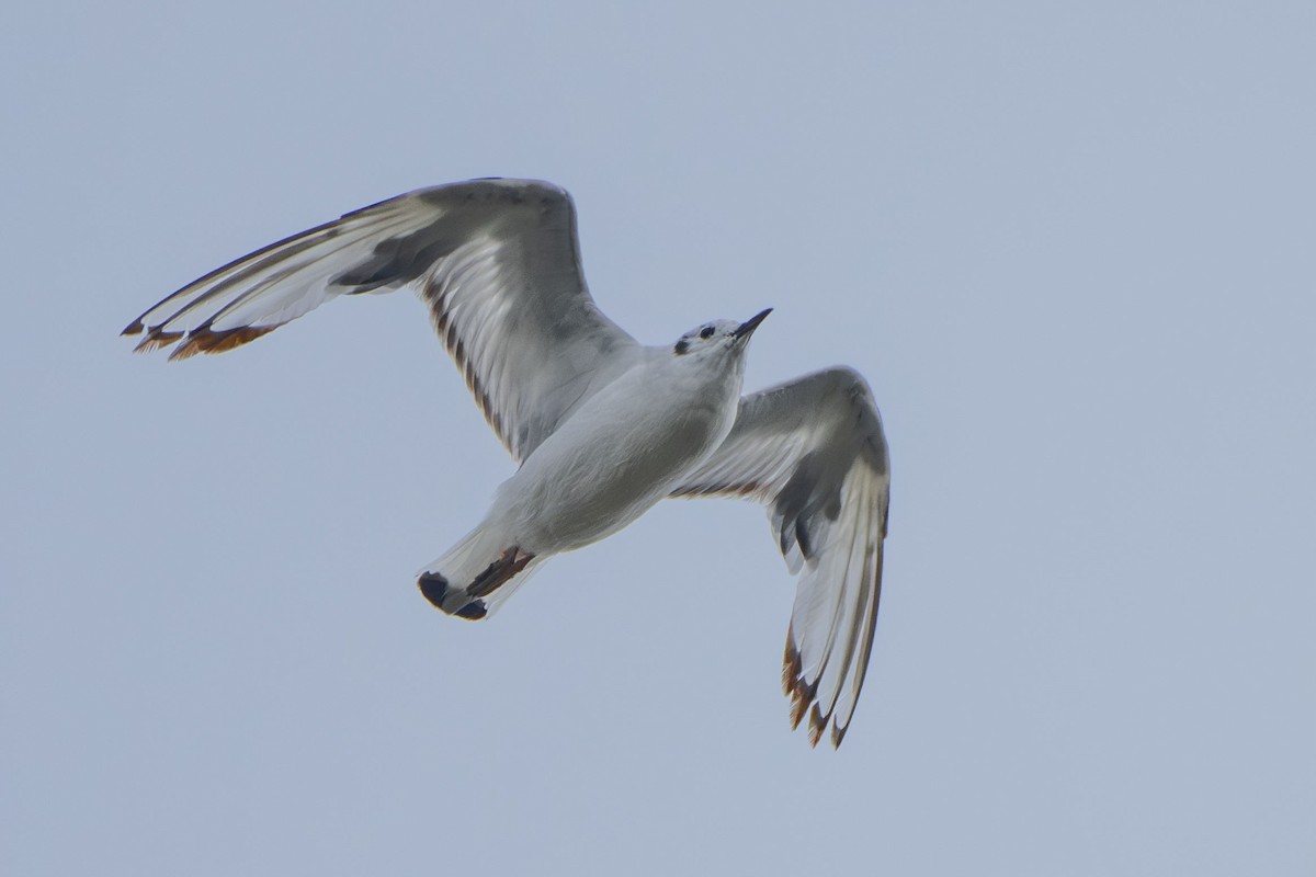 Bonaparte's Gull - ML622351015