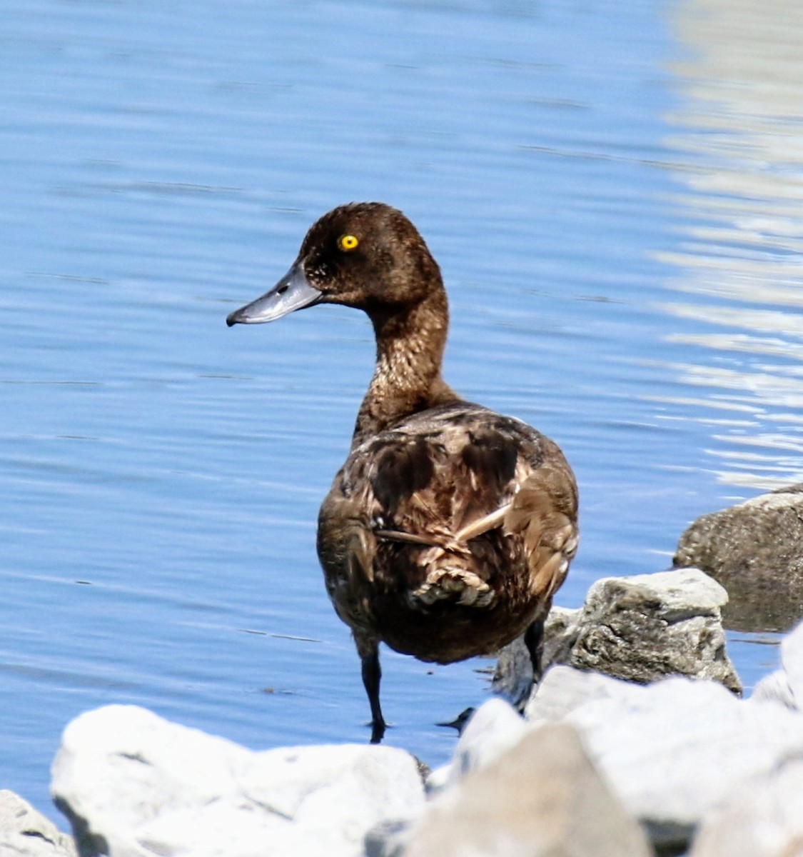 Greater Scaup - ML622351017