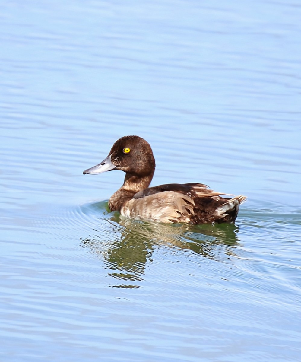 Greater Scaup - ML622351018