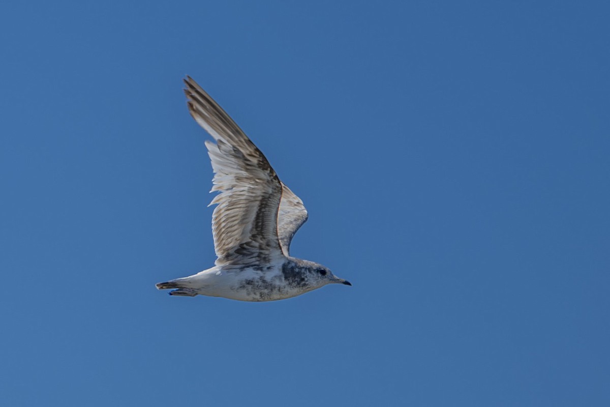 Short-billed Gull - ML622351020