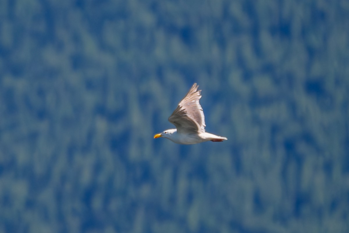 Glaucous-winged Gull - ML622351028