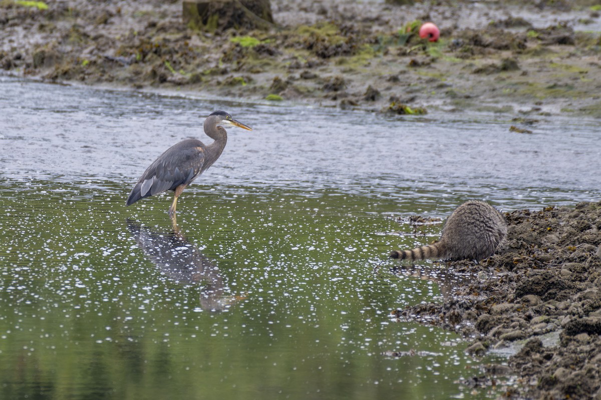 Great Blue Heron - ML622351056