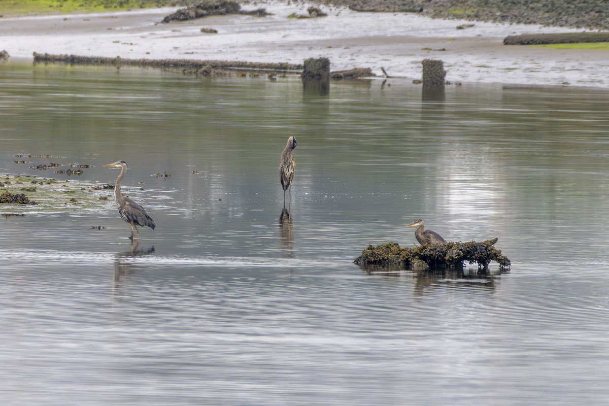 Great Blue Heron - ML622351057