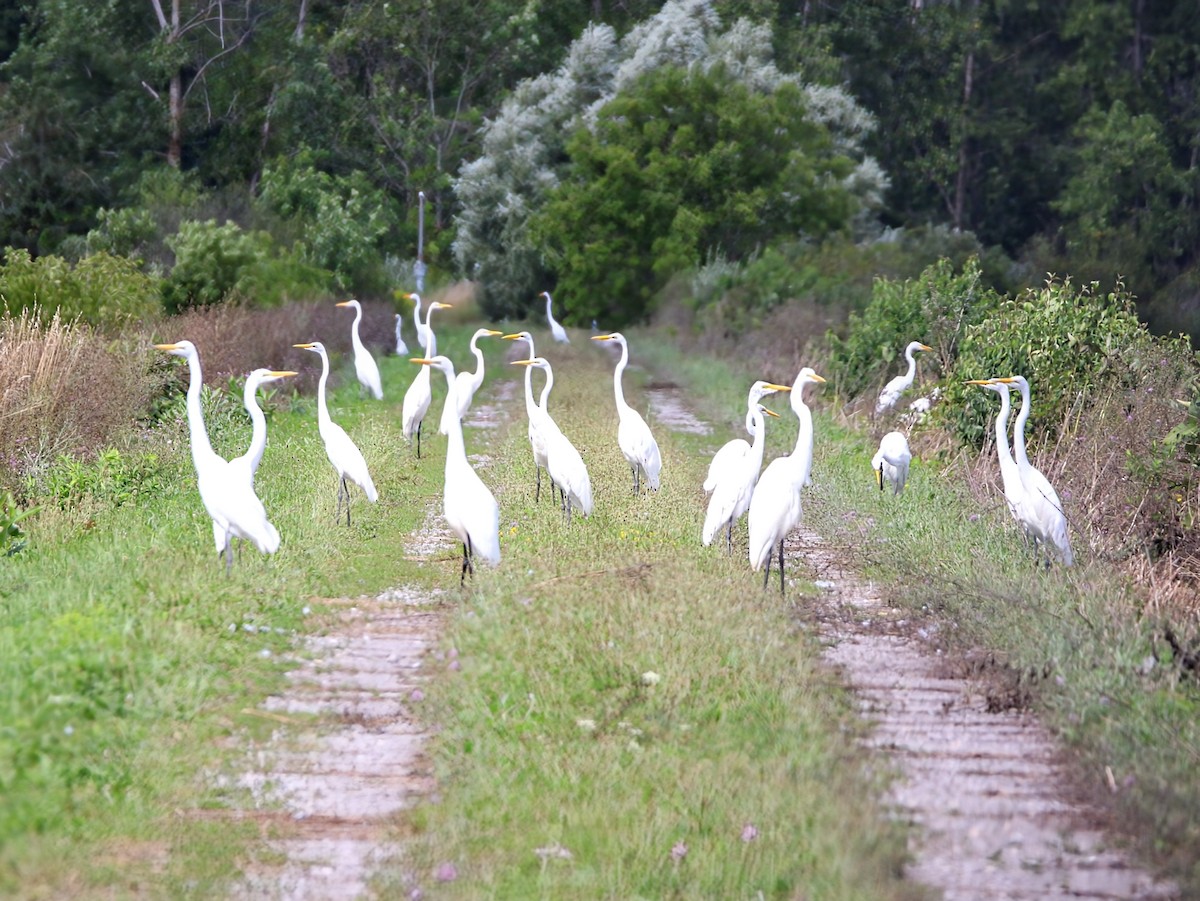 Great Egret - Phil Mills