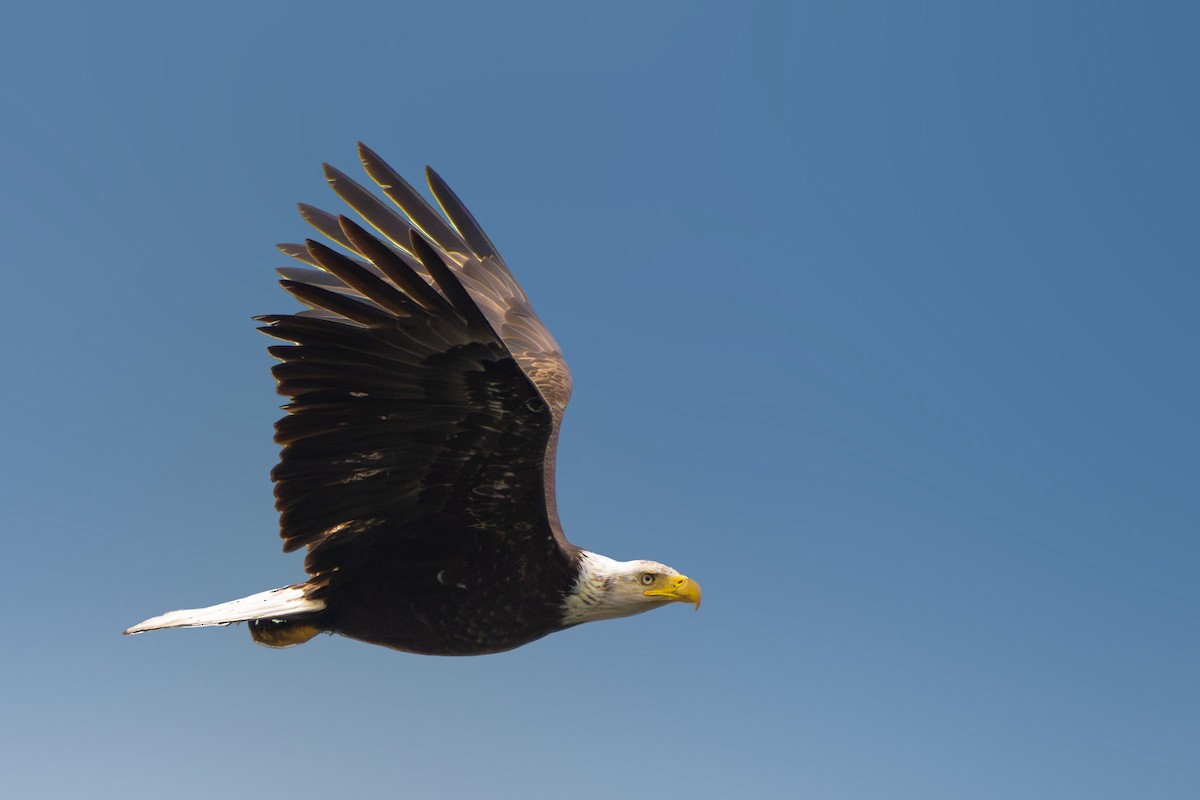 Bald Eagle - ML622351088