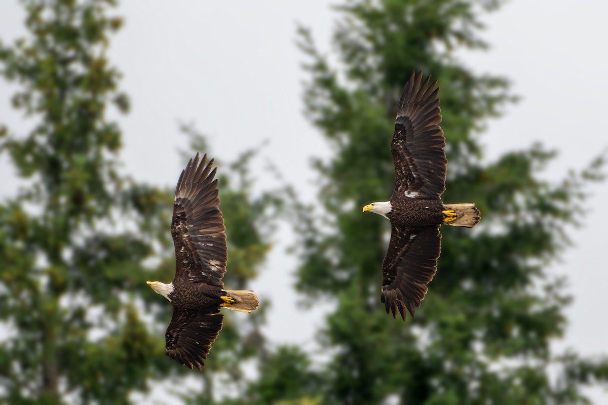 Bald Eagle - ML622351089