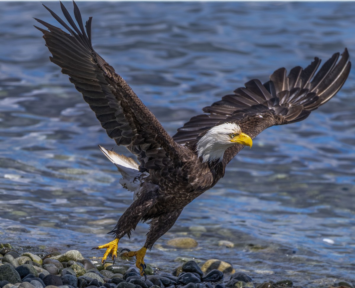 Bald Eagle - ML622351090