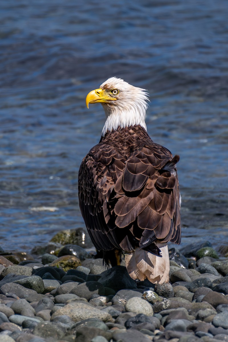 Bald Eagle - ML622351091