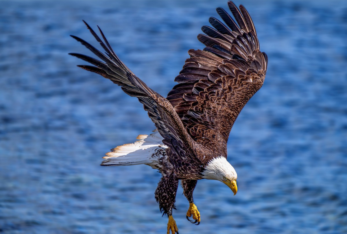 Bald Eagle - ML622351092