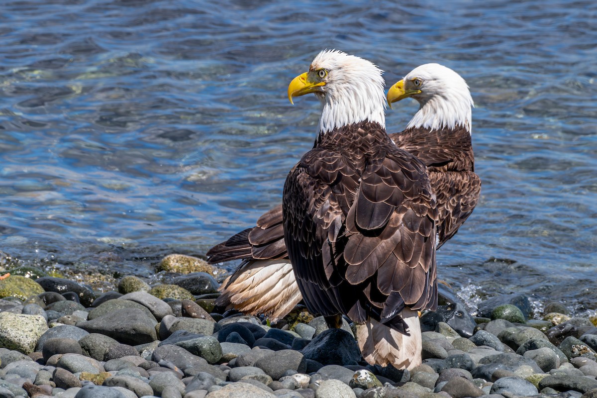 Bald Eagle - ML622351093