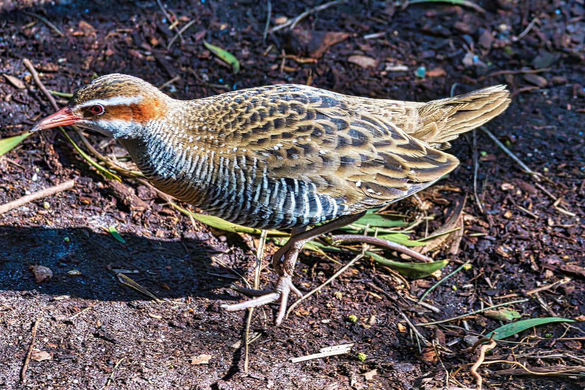 Buff-banded Rail - ML622351257