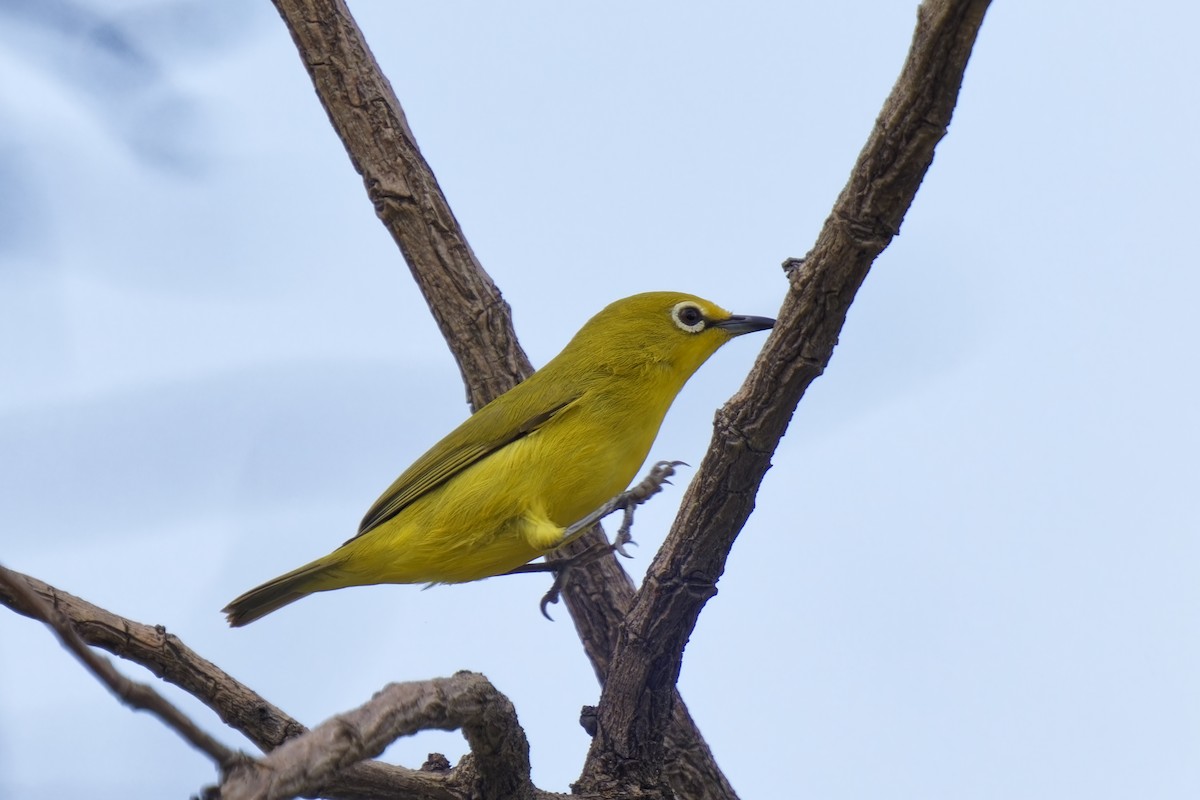 Northern Yellow White-eye - ML622351367