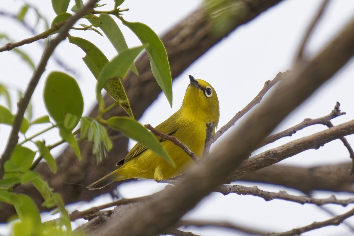 Northern Yellow White-eye - ML622351368