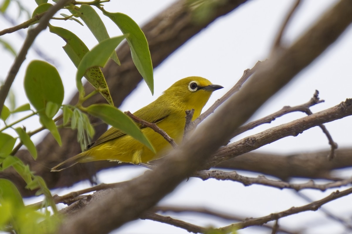 Northern Yellow White-eye - ML622351369