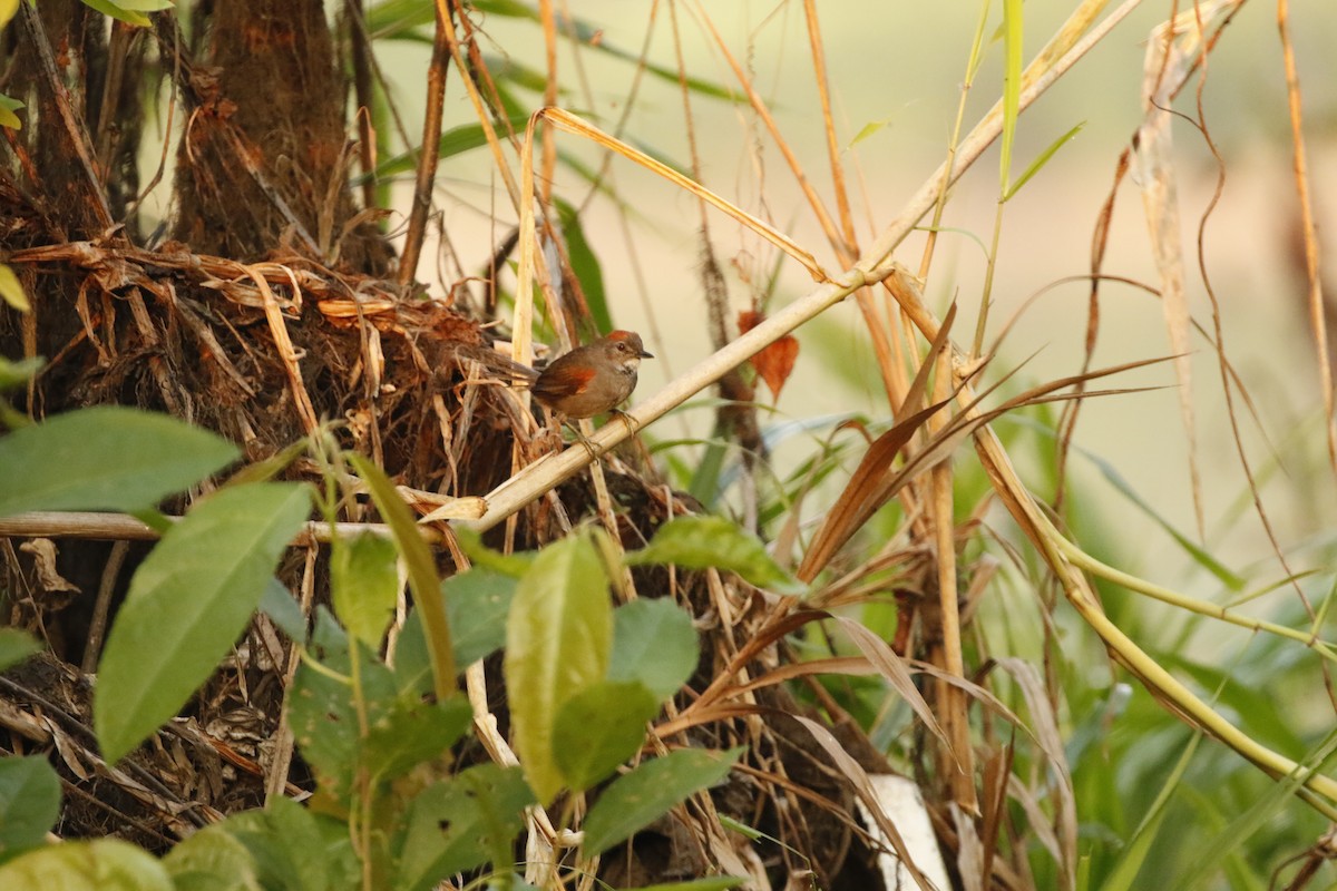 Dark-breasted Spinetail - ML622351413