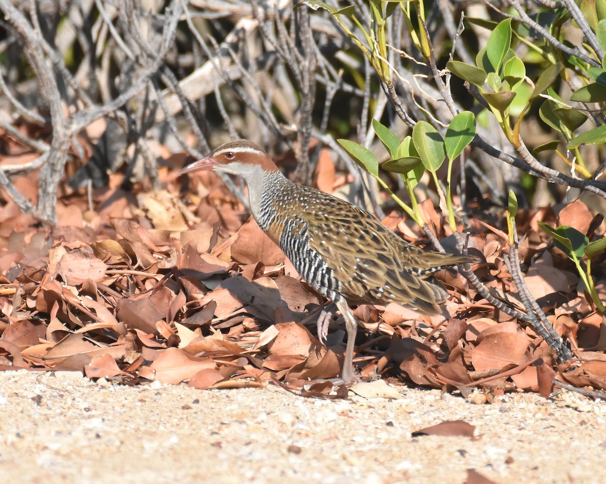 Buff-banded Rail - ML622351418