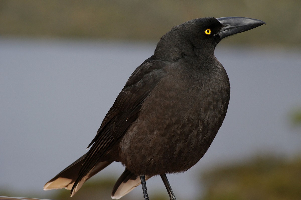 Black Currawong - ML622351458