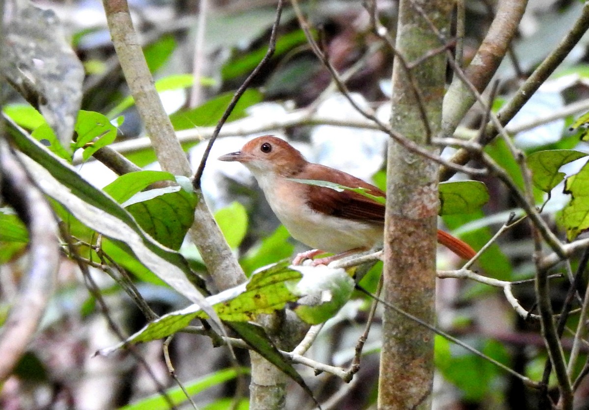 Tordina Bicolor - ML622351610