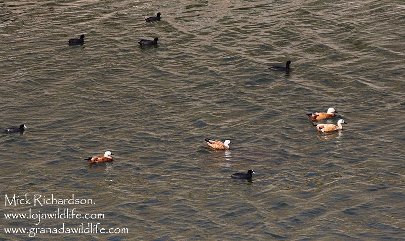 Ruddy Shelduck - ML622351643