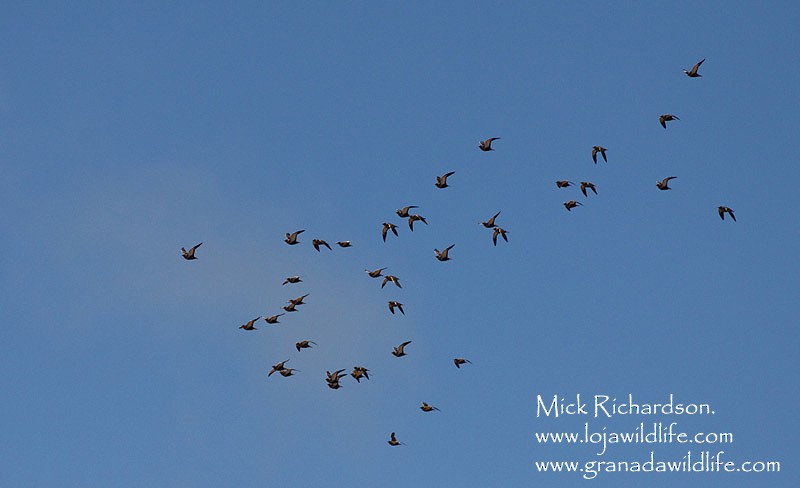 Black-bellied Sandgrouse - ML622351652