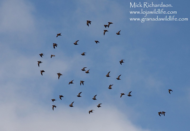 Black-bellied Sandgrouse - ML622351653