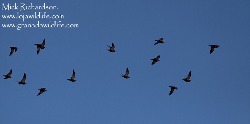 Black-bellied Sandgrouse - ML622351682