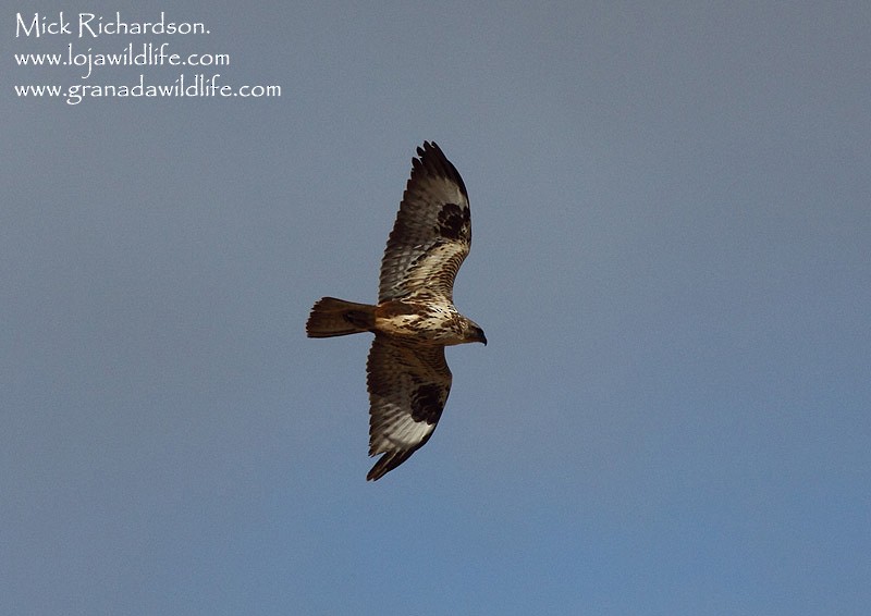 Common Buzzard - ML622351689