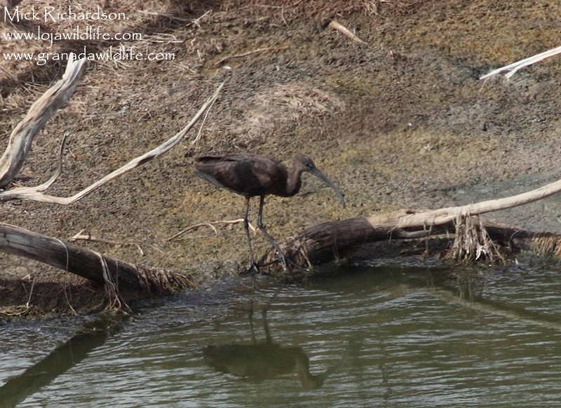 Glossy Ibis - ML622351699