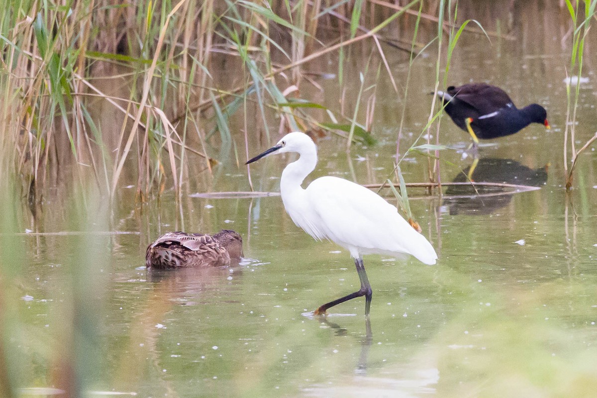Little Egret - ML622351704
