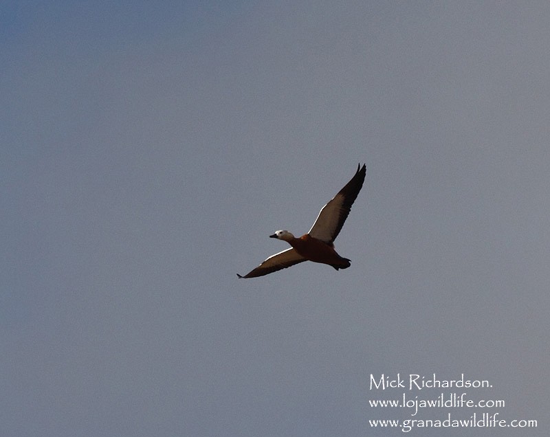 Ruddy Shelduck - ML622351718