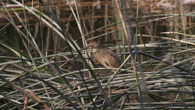 Yellow Bittern - ML622351732