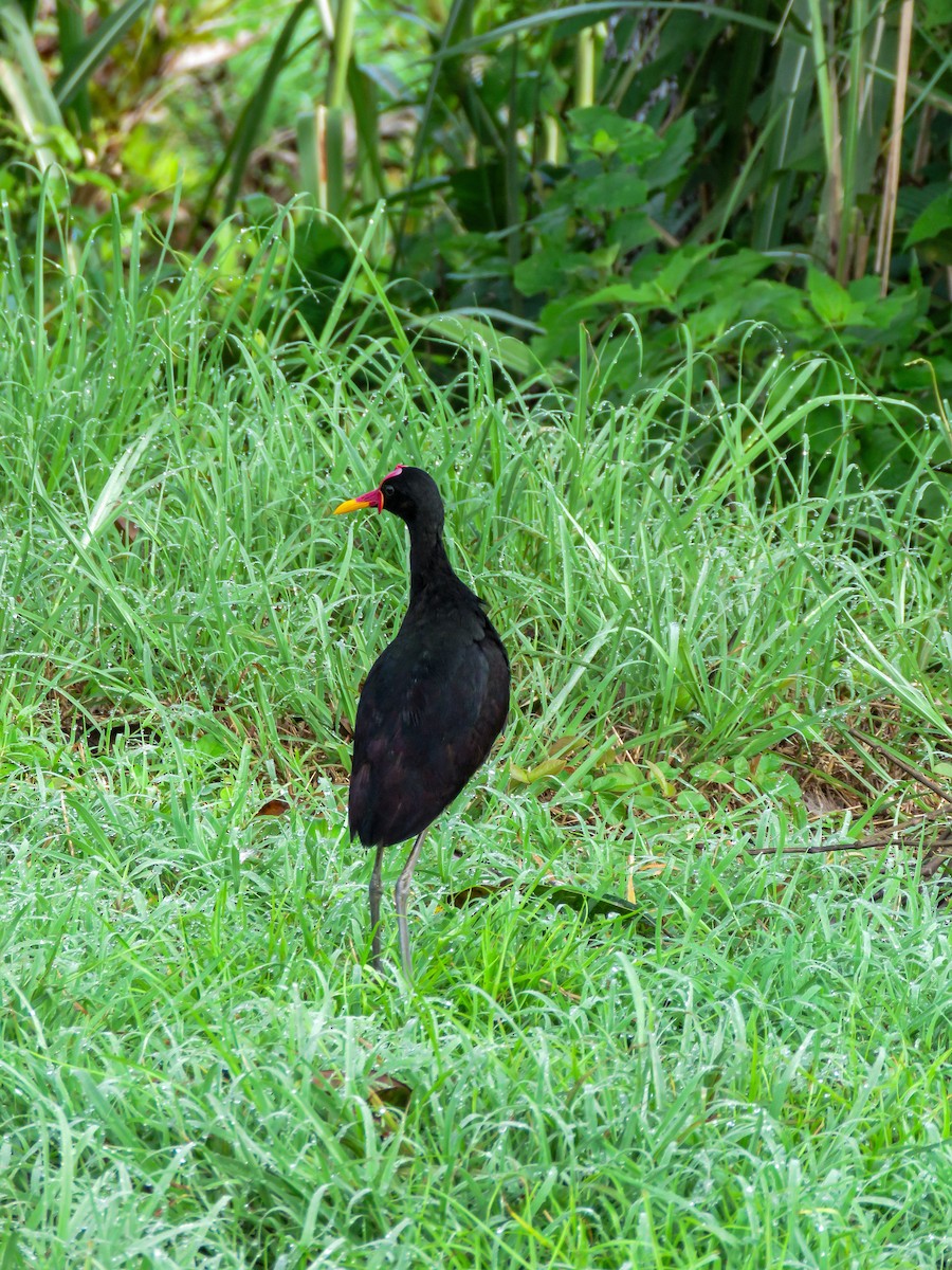 ostnák jihoamerický (ssp. hypomelaena) - ML622351829