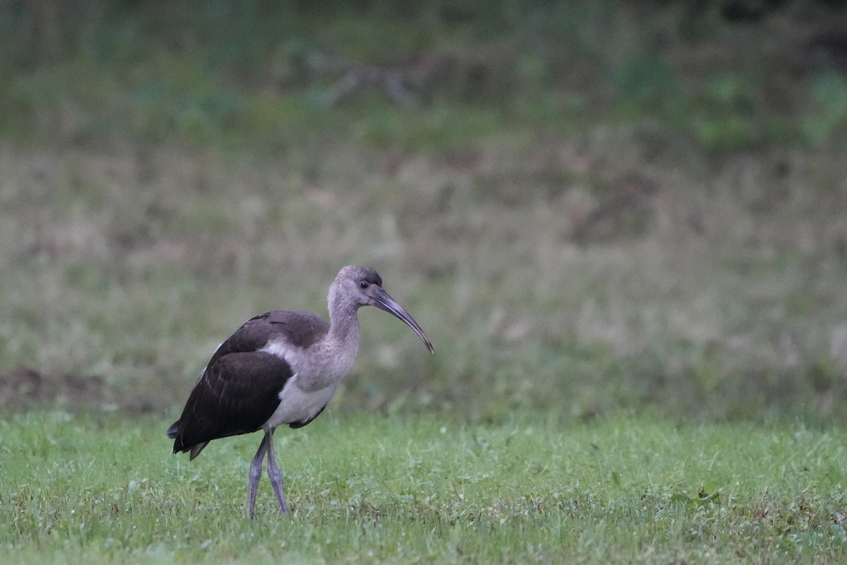 White Ibis - ML622351907