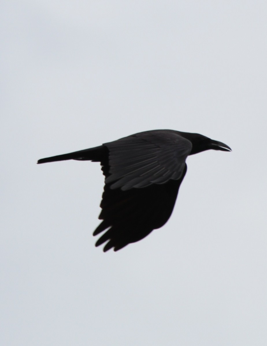 Corbeau à gros bec - ML62235191